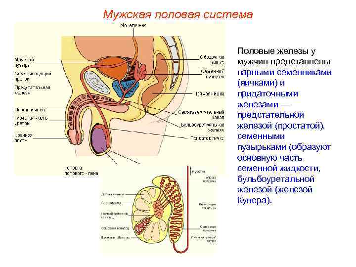 Мужская половая система Половые железы у мужчин представлены парными семенниками (яичками) и придаточными железами