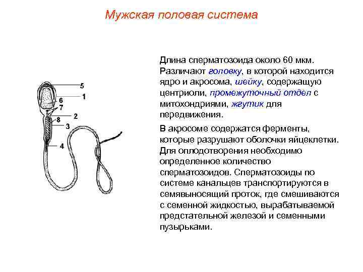 Мужская половая система Длина сперматозоида около 60 мкм. Различают головку, в которой находится ядро