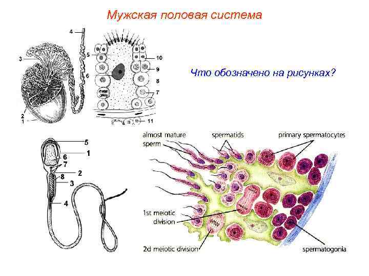 Мужская половая система Что обозначено на рисунках? 