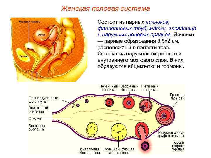 Женская половая система Состоит из парных яичников, фаллопиевых труб, матки, влагалища и наружных половых