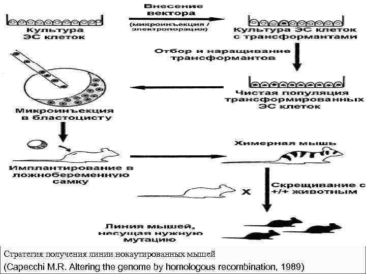 Стратегия получения линии нокаутированных мышей (Capecchi M. R. Altering the genome by homologous recombination,