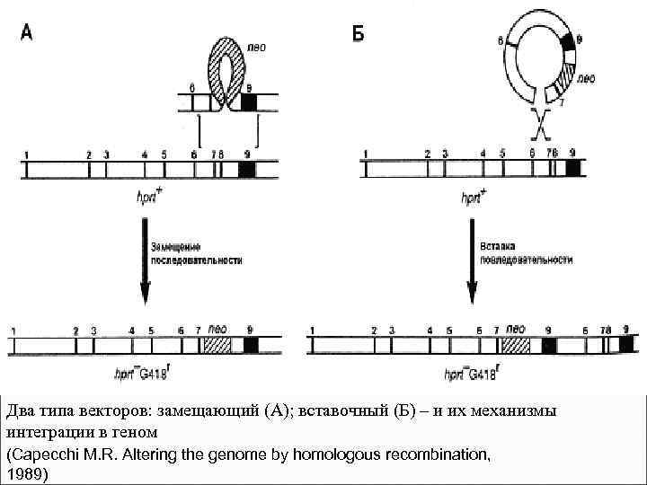 Два типа векторов: замещающий (А); вставочный (Б) – и их механизмы интеграции в геном