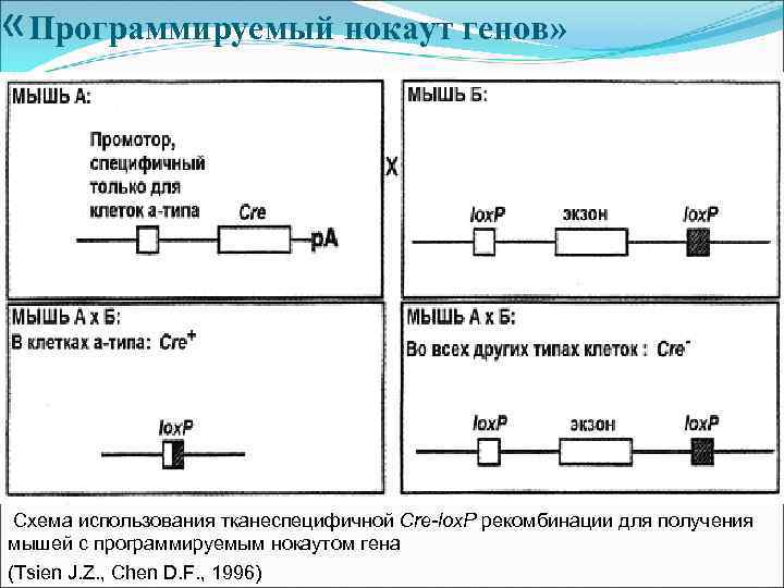  «Программируемый нокаут генов» Схема использования тканеспецифичной Cre-lox. P рекомбинации для получения мышей с