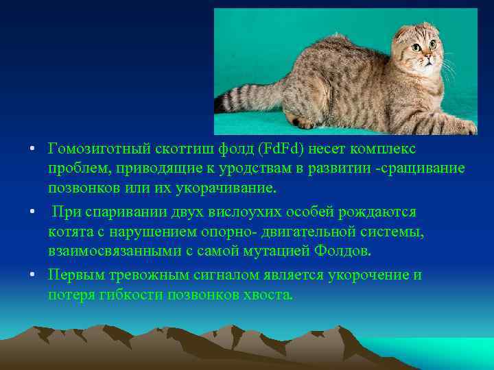  • Гомозиготный скоттиш фолд (Fd. Fd) несет комплекс проблем, приводящие к уродствам в
