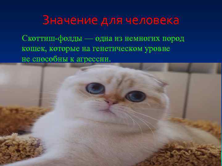 Значение для человека Скоттиш-фолды — одна из немногих пород кошек, которые на генетическом уровне