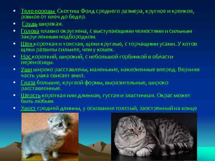  • Тело породы Скоттиш Фолд среднего размера, круглое и крепкое, ровное от плеч