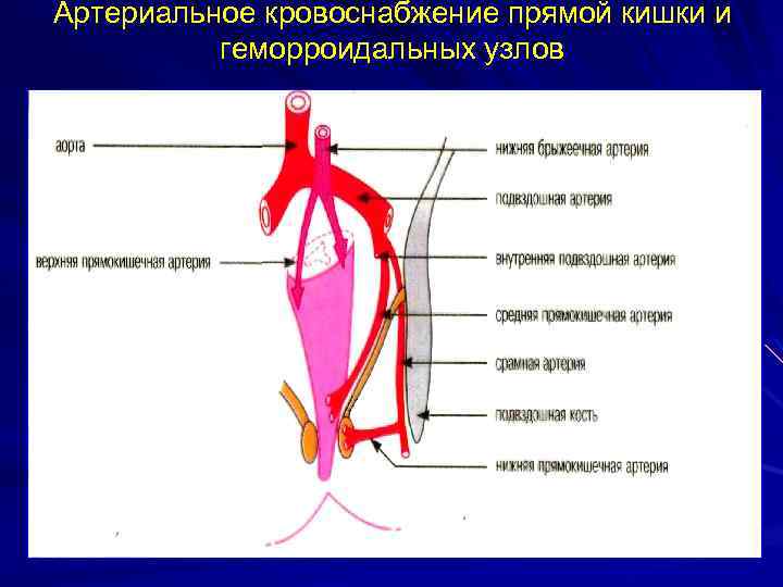 Артериальное кровоснабжение прямой кишки и геморроидальных узлов 