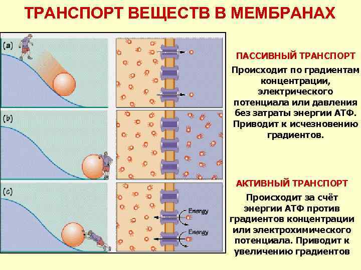 ТРАНСПОРТ ВЕЩЕСТВ В МЕМБРАНАХ ПАССИВНЫЙ ТРАНСПОРТ Происходит по градиентам концентрации, электрического потенциала или давления