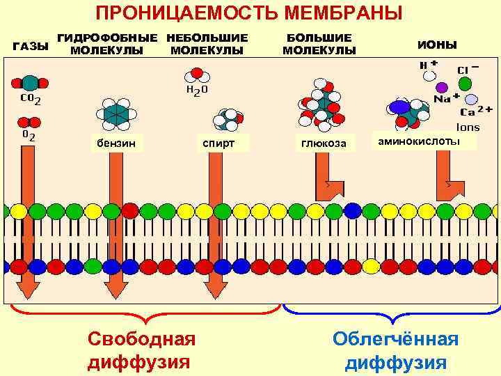 Проницаемость мембраны. Водопроницаемость мембраны. Частично проницаемая мембрана. Избирательная проницаемость.