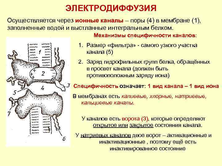 ЭЛЕКТРОДИФФУЗИЯ Осуществляется через ионные каналы – поры (4) в мембране (1), заполненные водой и