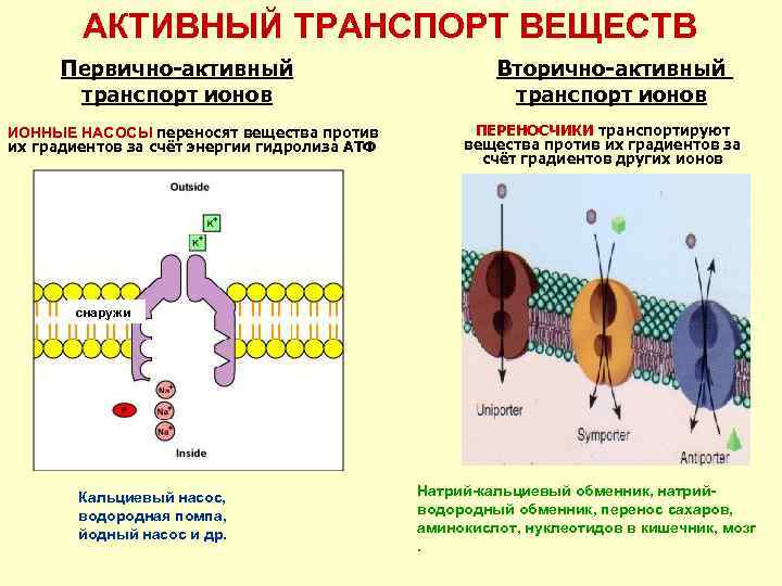 Транспорт натрия активный транспорт