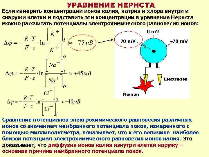 УРАВНЕНИЕ НЕРНСТА Если измерить концентрации ионов калия, натрия и хлора внутри и снаружи клетки