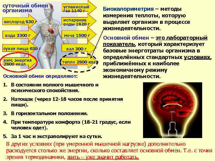 суточный обмен организма кислород 830 г вода 3300 г сухая пища 630 г хим.
