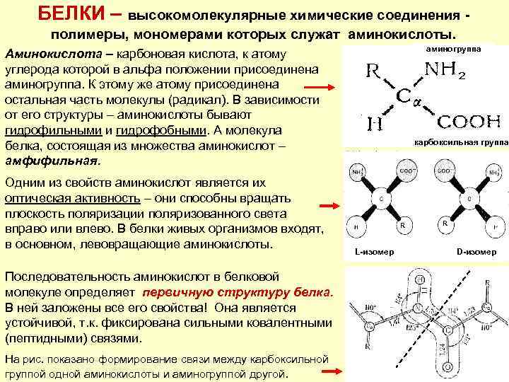 БЕЛКИ – высокомолекулярные химические соединения полимеры, мономерами которых служат аминокислоты. аминогруппа Аминокислота – карбоновая