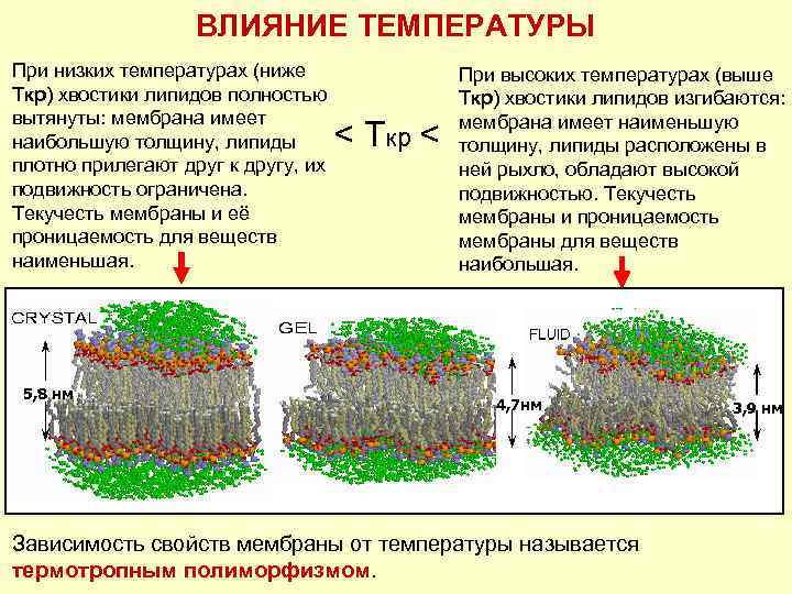 ВЛИЯНИЕ ТЕМПЕРАТУРЫ При низких температурах (ниже Ткр) хвостики липидов полностью вытянуты: мембрана имеет наибольшую