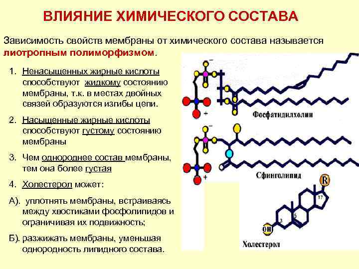 Структура глицерофосфатов и сфинголипидов. Сфинголипиды строение. Сфинголипиды в мембране. Сфинголипиды биохимия.