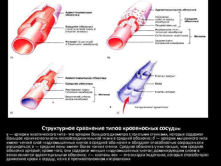 гладкомышечных типов кровеносных сосудов: а — артерии эластического типа это артерии большого диаметра с