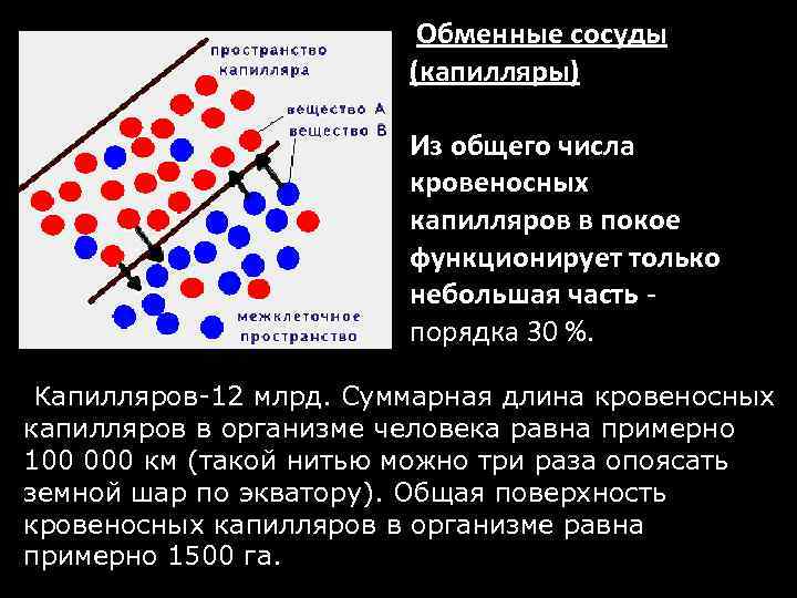Обменные сосуды (капилляры) Из общего числа кровеносных капилляров в покое функционирует только небольшая часть
