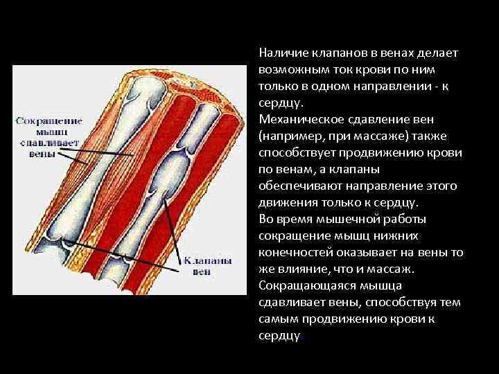 Движение крови по венам Наличие клапанов в венах делает возможным ток крови по ним