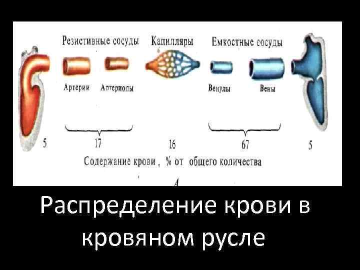  Распределение крови в кровяном русле 