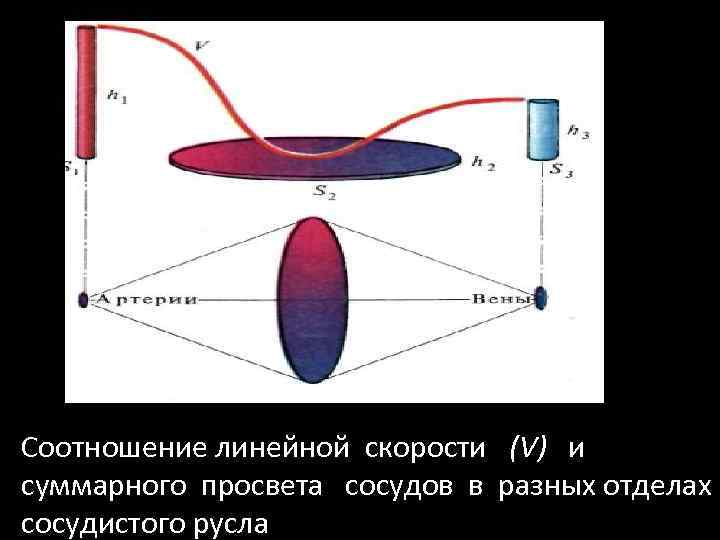 (длина отрезка сосуда), t — время; // — соотношение линейной скорости (V) и суммарного