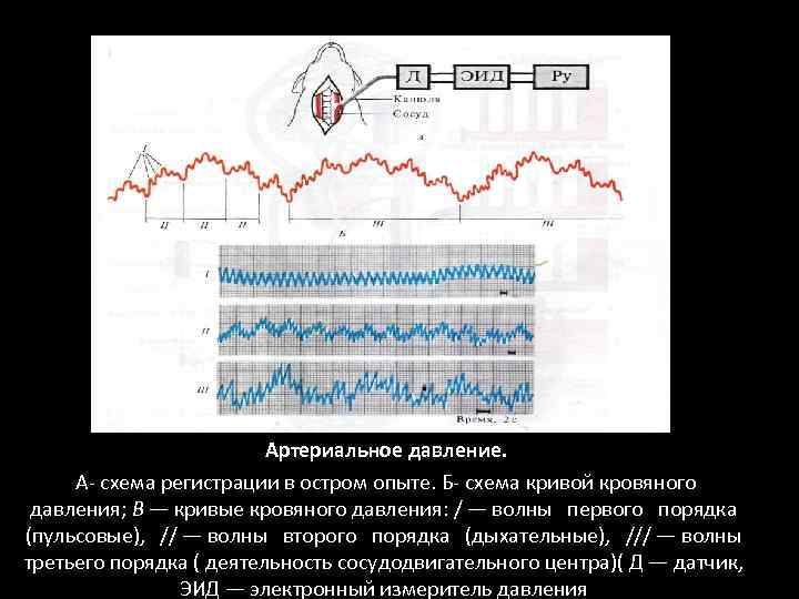 Артериальное давление. А схема регистрации в остром опыте. Б схема кривой кровяного давления; В