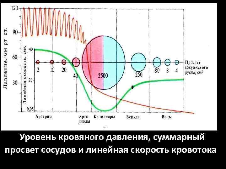 Уровень кровяного давления, суммарный просвет сосудов и линейная скорость кровотока 
