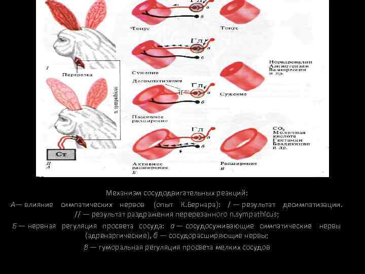 Механизм сосудодвигательных реакций: А— влияние симпатических нервов (опыт К. Бернара): / — результат десимпатизации.