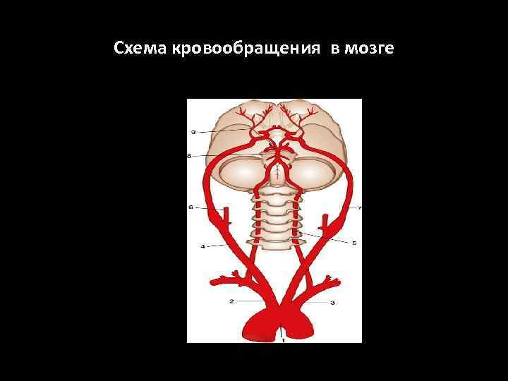 Схема кровообращения в мозге 