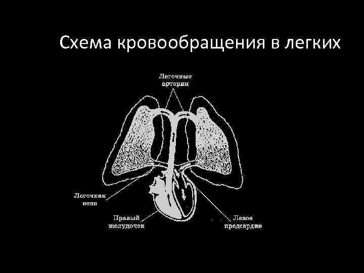 Схема кровообращения в легких 