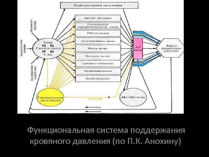 Функциональная система газового состава. Функциональная система по Анохину. Функциональная система поддержания ад. Мировоззрение как функциональная система.. Функциональная система, поддерживающая кровяное давление..