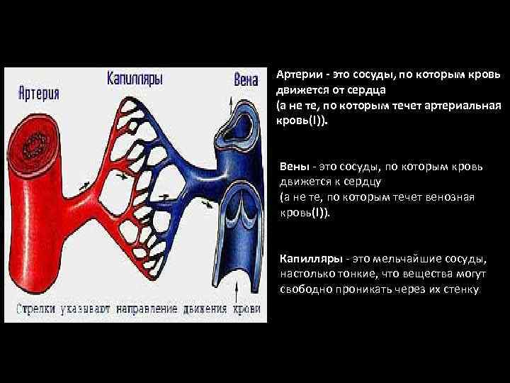 Кровеносные сосуды Артерии это сосуды, по которым кровь движется от сердца (а не те,