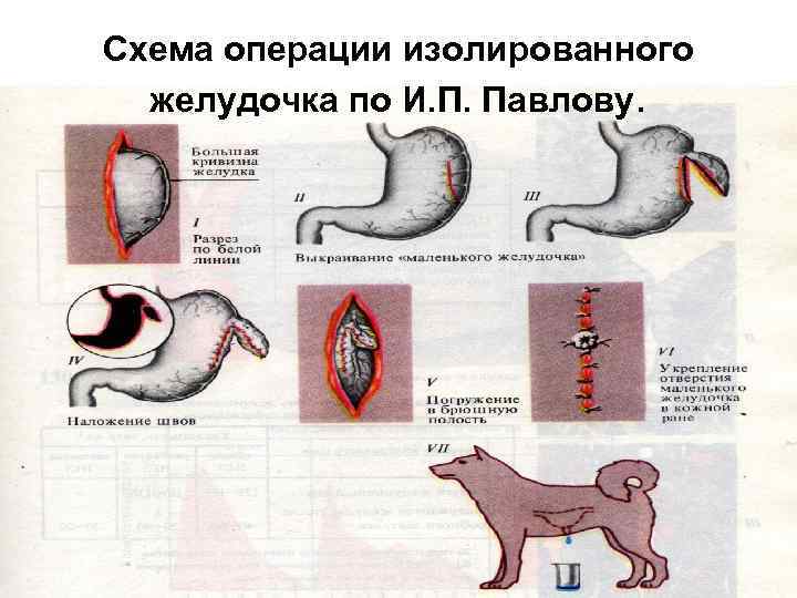 Схема операции изолированного желудочка по И. П. Павлову. 