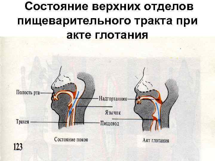  Состояние верхних отделов пищеварительного тракта при акте глотания 