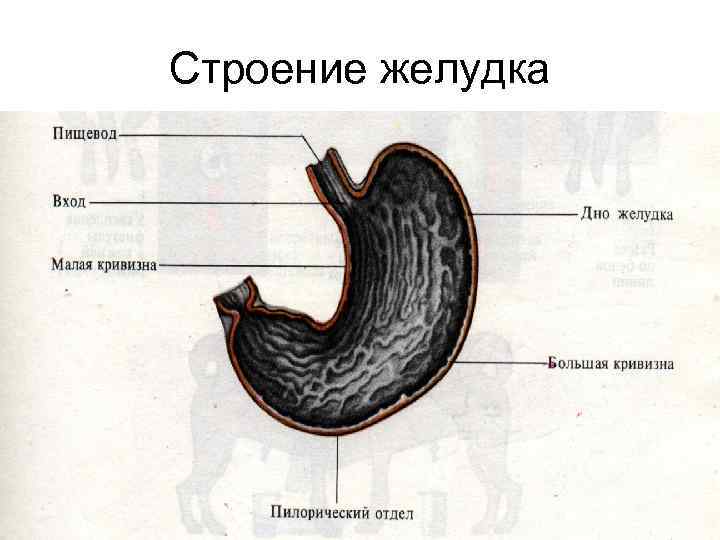 Строение желудка 