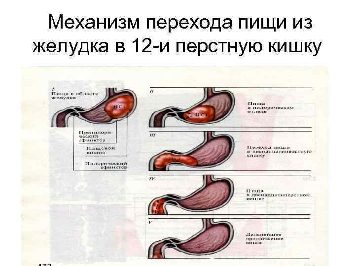  Механизм перехода пищи из желудка в 12 -и перстную кишку 