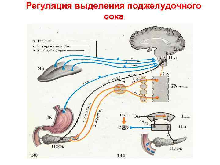 Регуляция выделения поджелудочного сока 