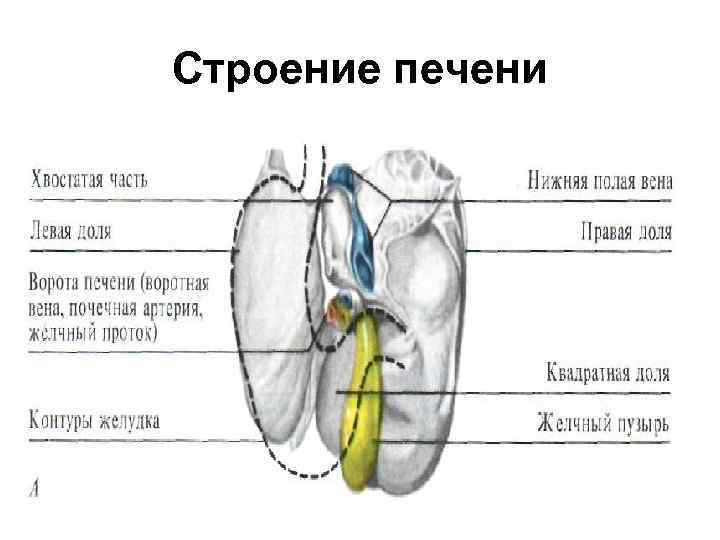 Строение печени 