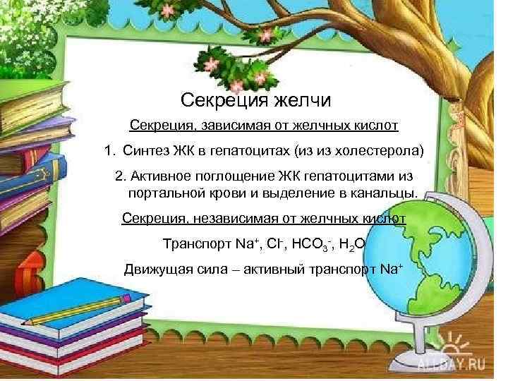 Секреция желчи Секреция, зависимая от желчных кислот 1. Синтез ЖК в гепатоцитах (из из
