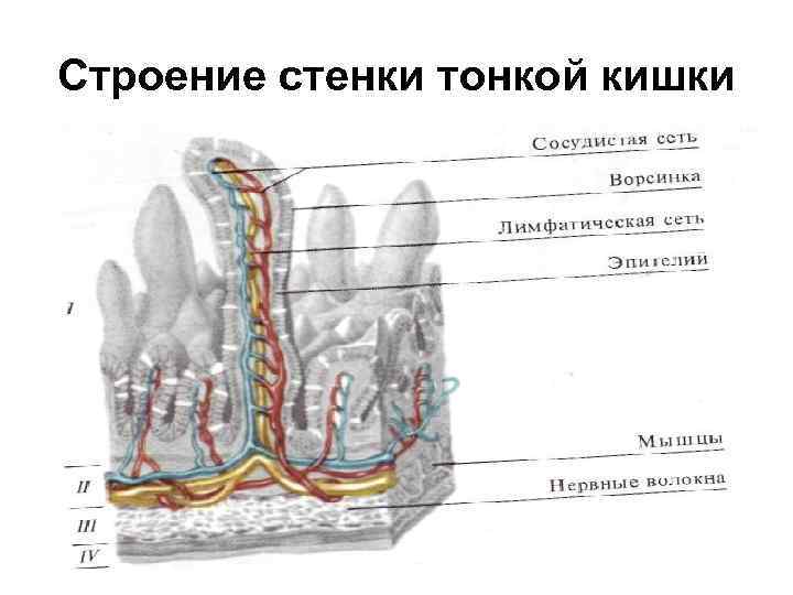 Строение стенки тонкой кишки 