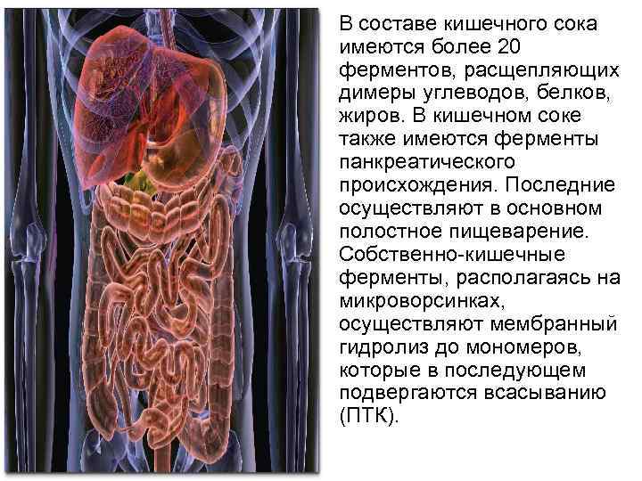 Имеется более. Жировые ферменты кишечного сока. Кишечный сок физиология. Пищеварительный сок кишечника. Собственно кишечный сок.