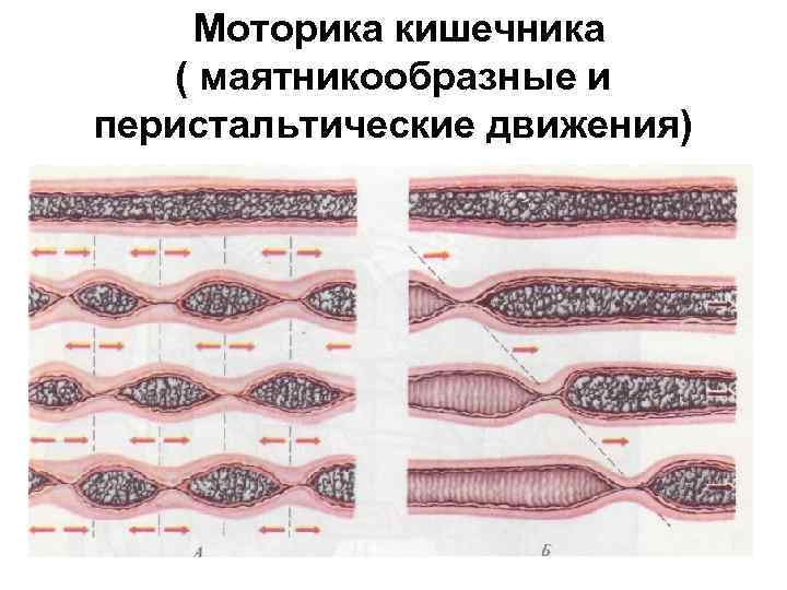  Моторика кишечника ( маятникообразные и перистальтические движения) 