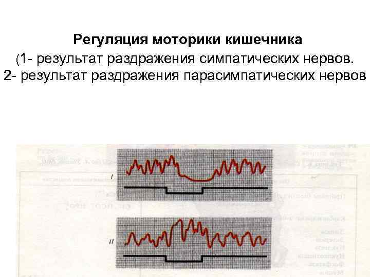  Регуляция моторики кишечника (1 - результат раздражения симпатических нервов. 2 - результат раздражения