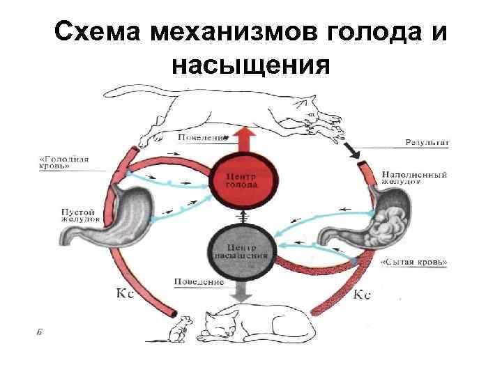Схема механизмов голода и насыщения 