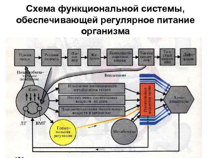 Схема функциональной системы, обеспечивающей регулярное питание организма 