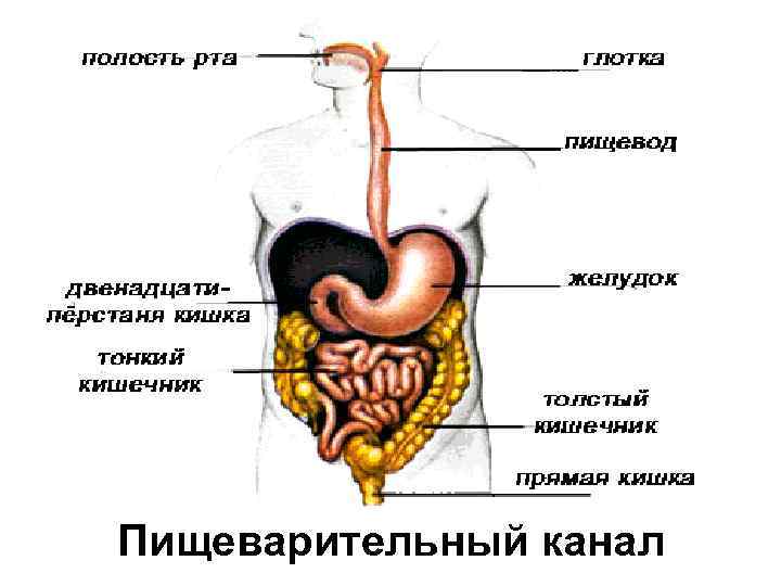 Пищеварительный канал 