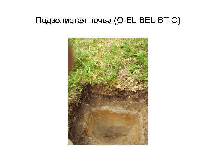 Подзолистая почва (O-EL-BT-C) 