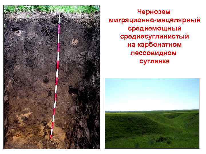 Чернозем миграционно-мицелярный среднемощный среднесуглинистый на карбонатном лессовидном суглинке 