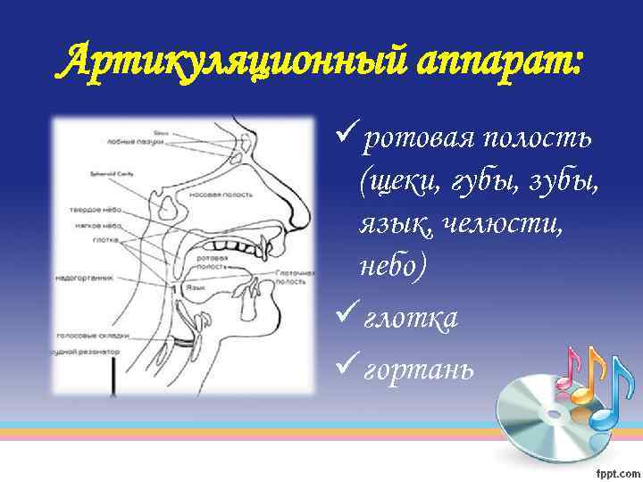 Артикуляционный аппарат: üротовая полость (щеки, губы, зубы, язык, челюсти, небо) üглотка üгортань 