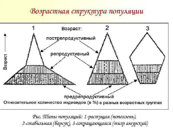 Возрастная структура популяции Рис. Типы популяций: 1 -растущая (поползень), 2 -стабильная (барсук), 3 -сокращающаяся